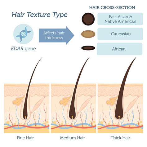 thick hair test|how to determine thickness of hair.